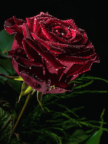 Sunny_Rose